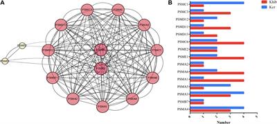 Qualitative lysine crotonylation and 2-hydroxyisobutyrylation analysis in the ovarian tissue proteome of piglets